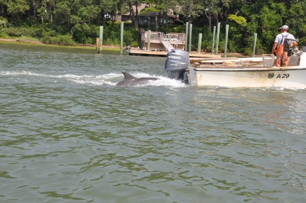 15 Dolphin Chasing Fisherman